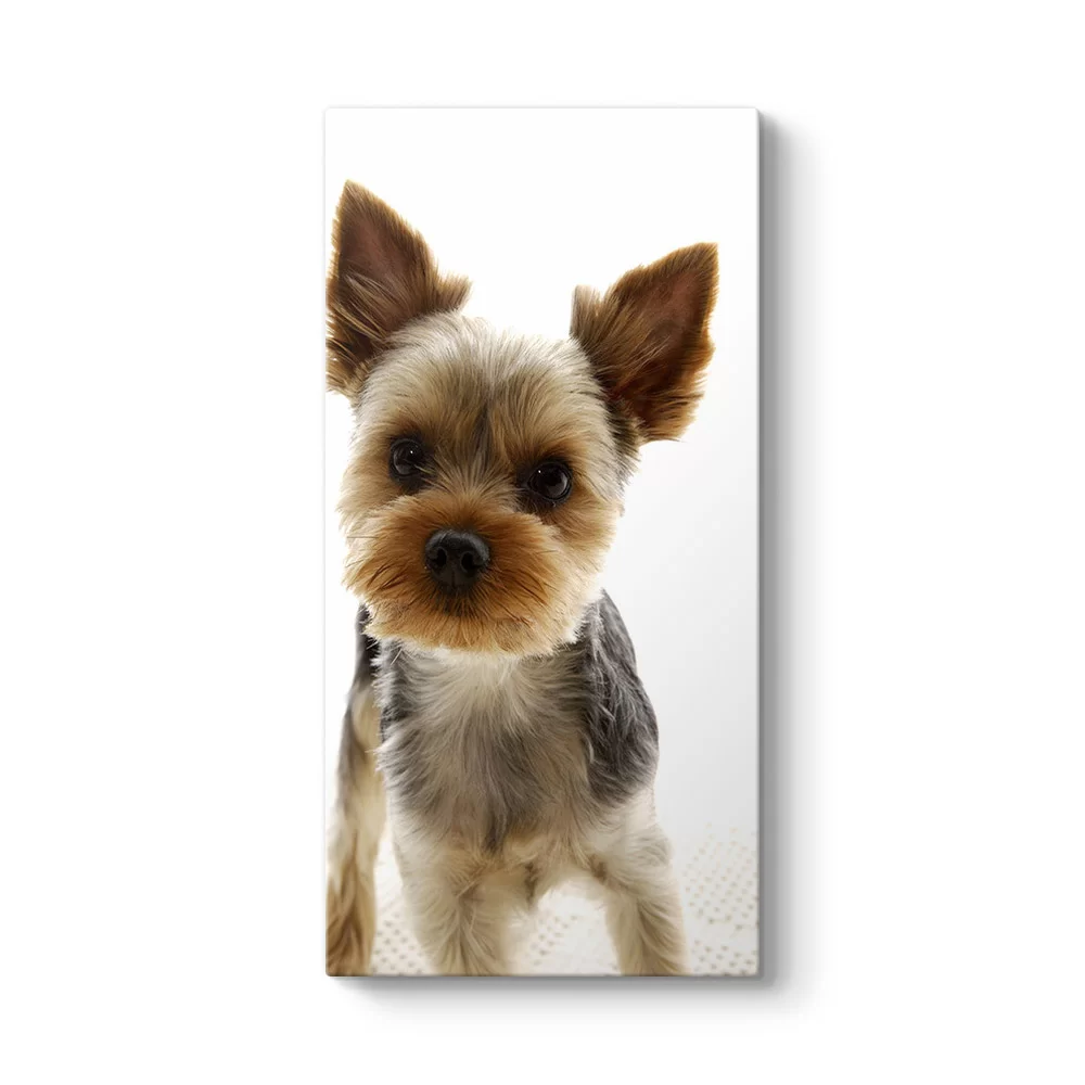 Yorkshire Köpek Tablosu - Model 7